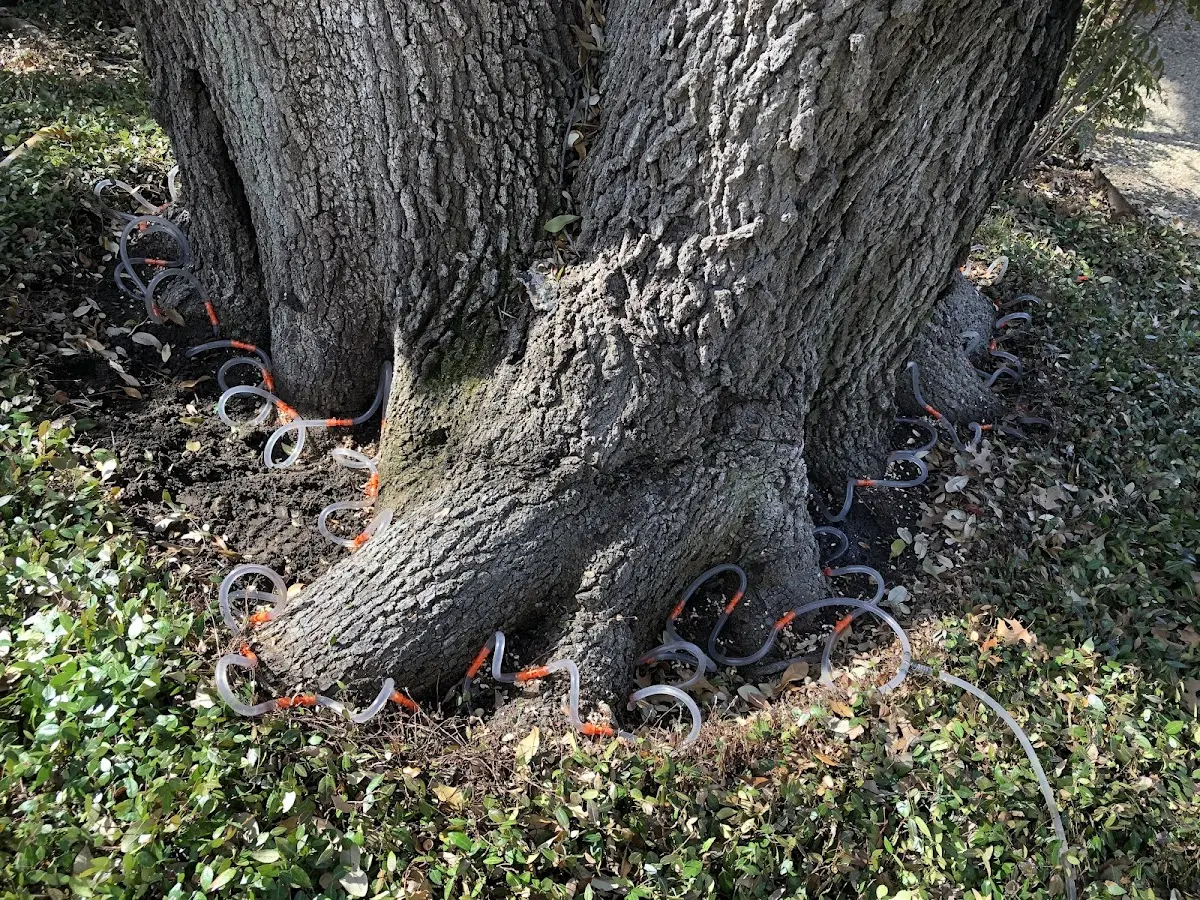 Detailed Tree Cabling and Bracing job site in Hainesport