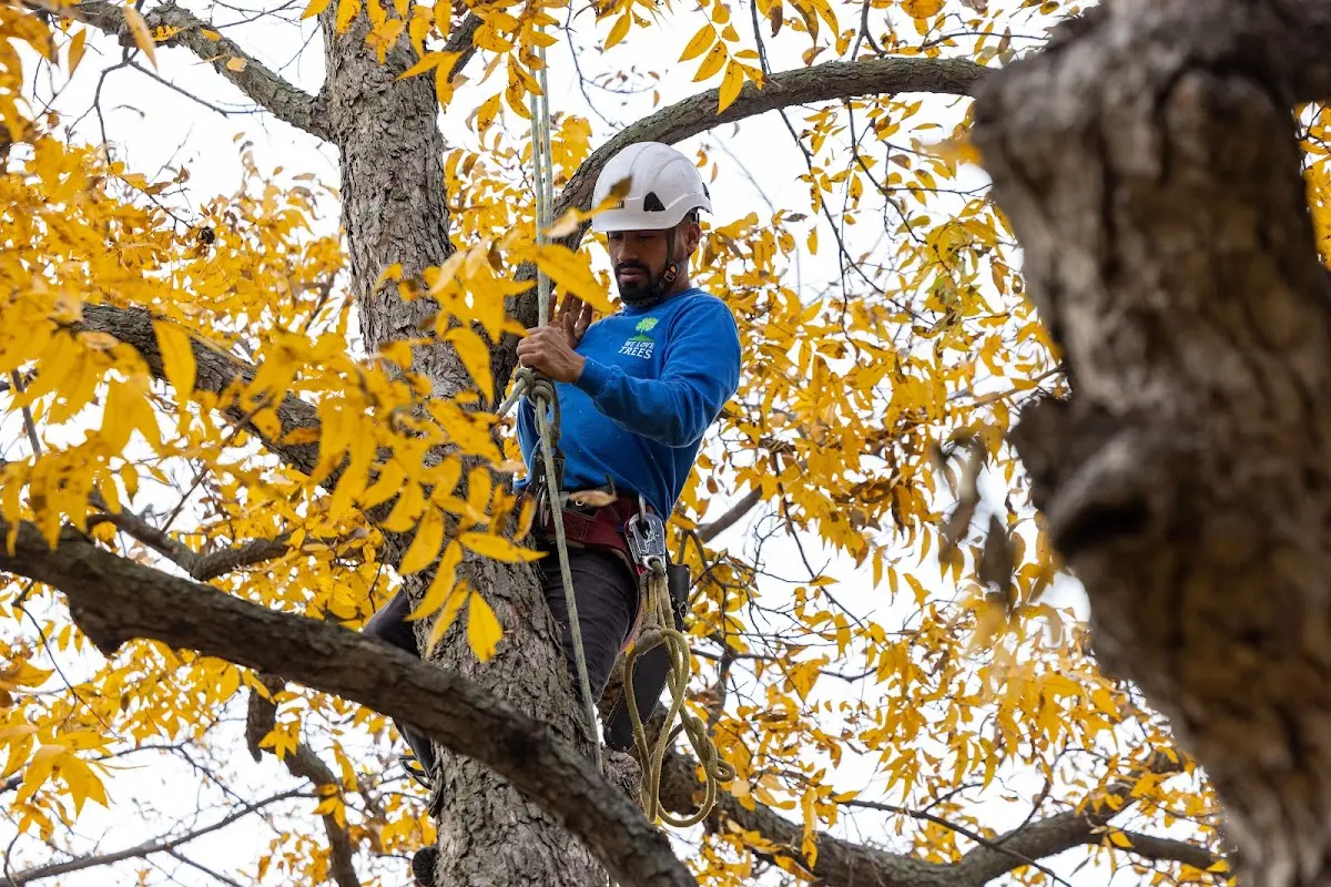 Skilled Tree Pruning crew working in Hainesport